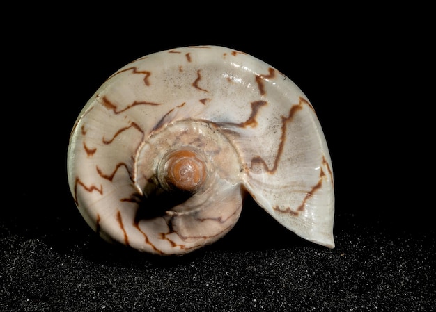 Photo cymbiola nobilis seashell on a black sand background