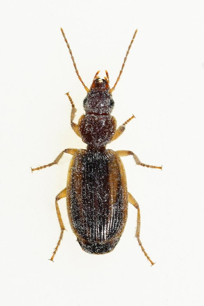 Cymindis lineolaは、オサムシ科の甲虫の一種です。