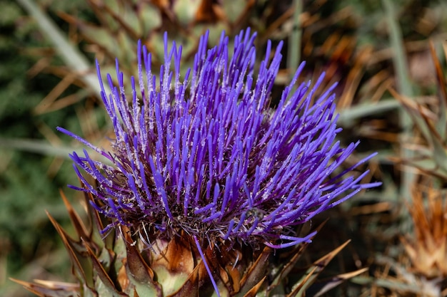 Cynara cardunculus - 라틴어 이름 - Carduus carduus