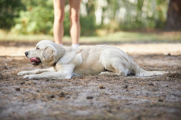 獣医師は、夏に公園でゴールデンレトリバーを訓練します。犬のハンドラーとゴールデンレトリバーの子犬。