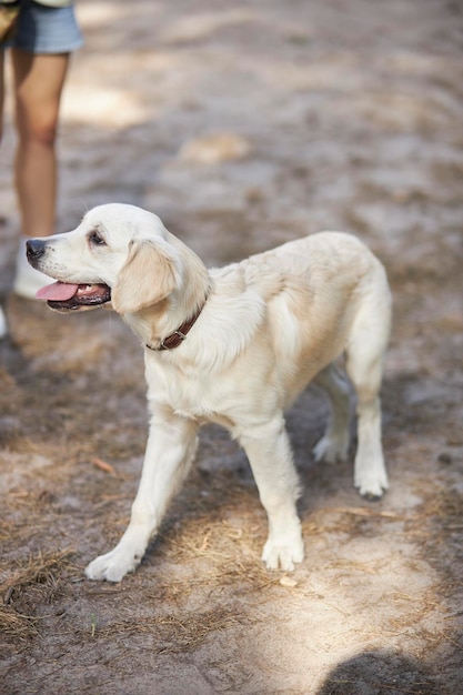 獣医師は、夏に公園でゴールデンレトリバーを訓練します。犬のハンドラーとゴールデンレトリバーの子犬。