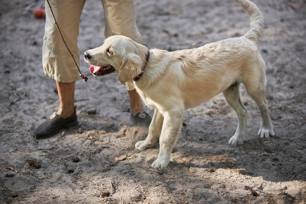 Cynologist trains a golden retriever in the park in summer. golden retriever puppy with dog handler.