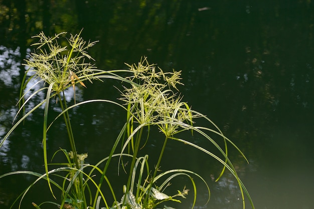 Cyperaceae dichtbij rivier