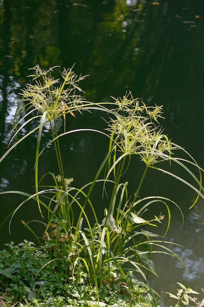 Cyperaceae возле реки