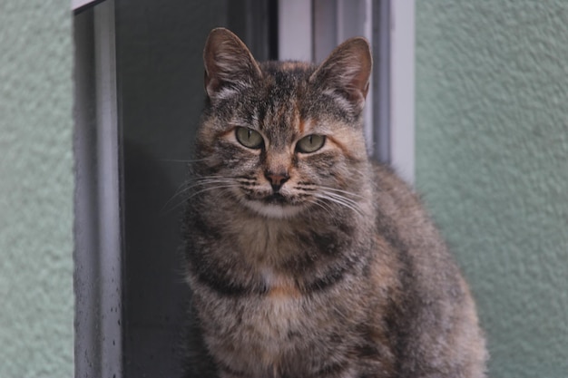 Cyperse binnenlandse korthaar kat loopt over een lage muurschildering en kijkt nieuwsgierig naar de camera