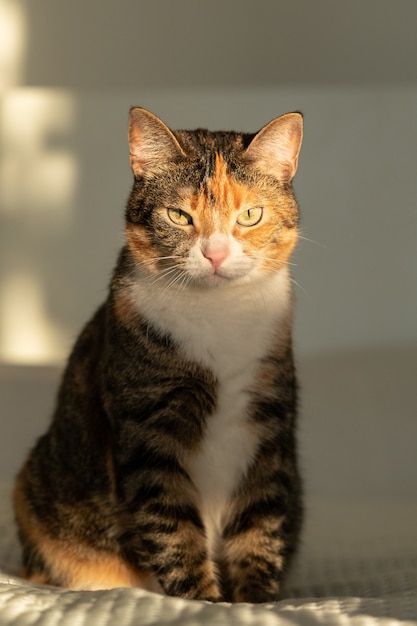 Cyperse driekleurige kat, zittend op het bed met witte deken, camera en zon kijken