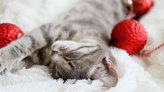 Cyperse grijze kat met rode kerstballen slaapt liggend in een comfortabel bed op een deken