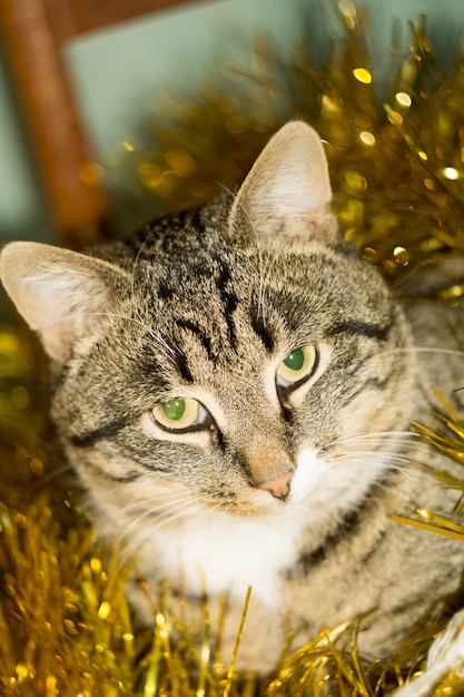 Cyperse kat en geel klatergoud