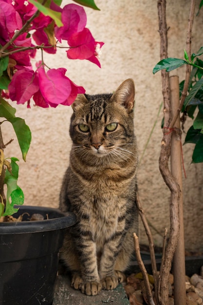 Cyperse kat in de tuin naast een roze bloem vrouwelijke kat staat op eigen tuin