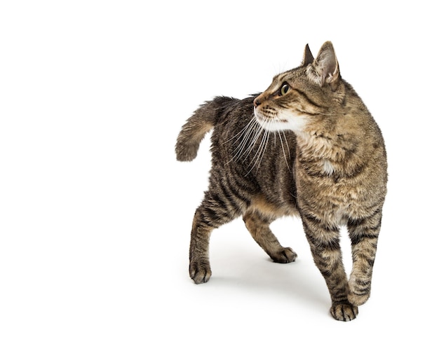 Cyperse Kat Lopen Op Zoek Naar Kant