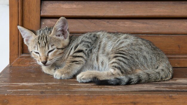 Cyperse kat met groene ogen die op houten voorraadkast liggen