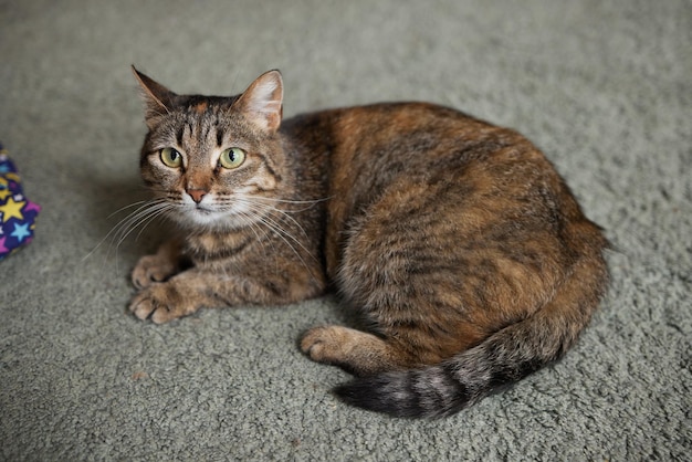 Cyperse kat met groene ogen ligt comfortabel op een tapijt