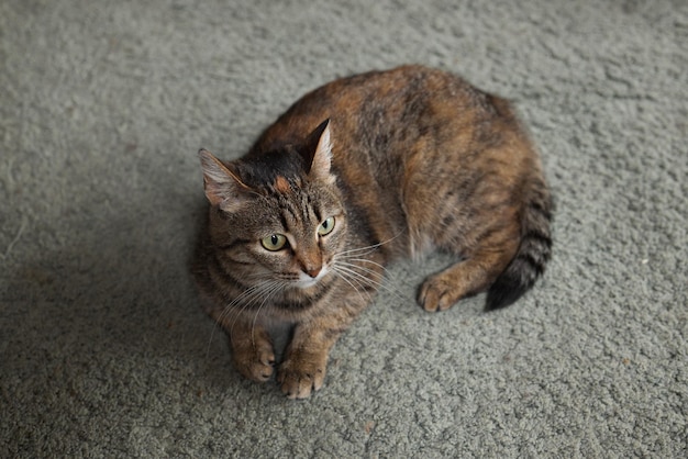 Cyperse kat met groene ogen ligt comfortabel op een tapijt