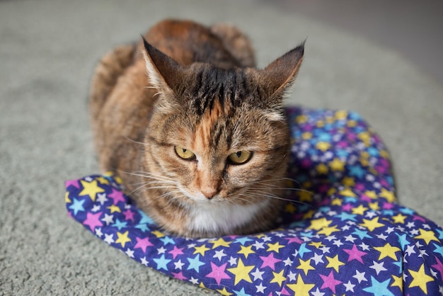 Cyperse kat met groene ogen ligt comfortabel op een tapijt