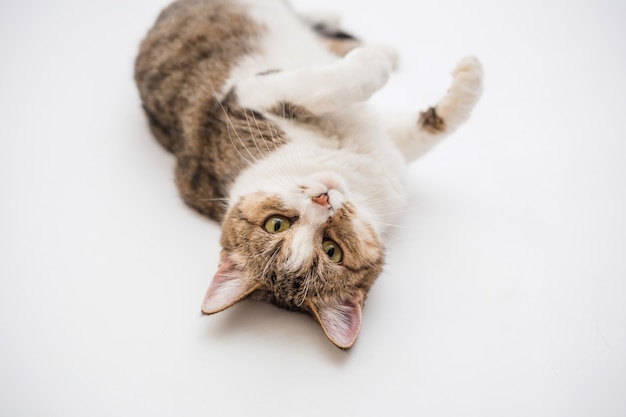 Cyperse kat op een witte ruimte. Een volwassen kat ligt op zijn rug. De kat wordt liggend op zijn rug gespeeld. Portret van een huiskat