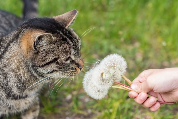 Cyperse kat paardebloemen op natuur buiten snuiven