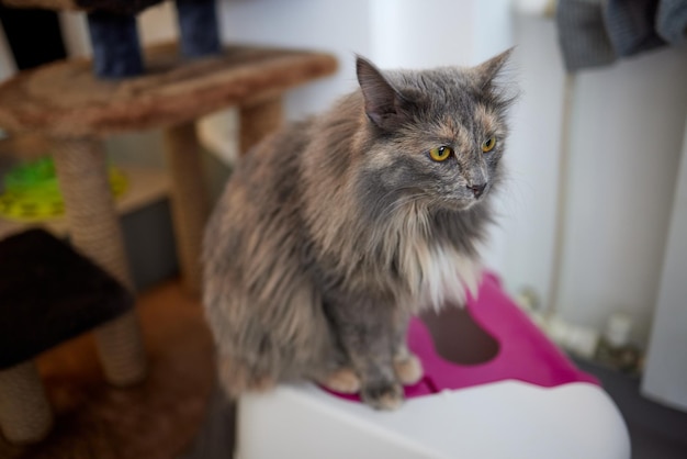 Cyperse kat stapt in een kattenbak en poept of plast