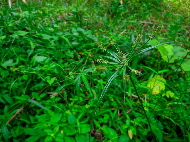 약초용 Cyperus erythrorhizos 식물