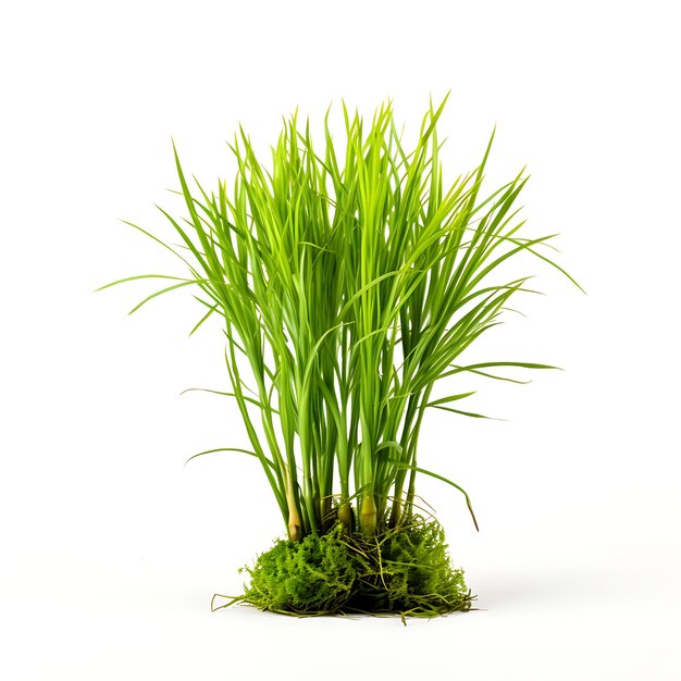 Premium AI Image Cyperus Esculentus Kelly Green a Yellow Nutsedge