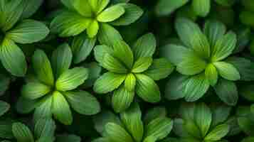 Photo cyperus haspan a natural plant background view from above