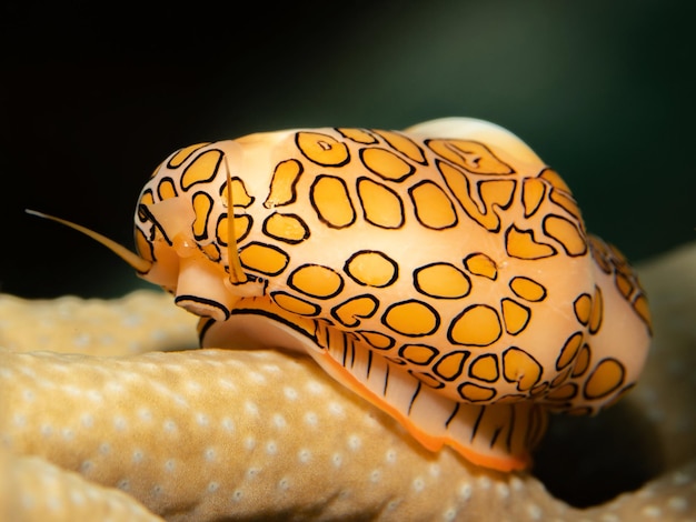 Фото cyphoma gibbosum