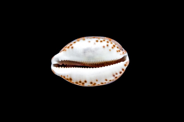 Cypraea tigris, tiger cowrie, isolated on black background