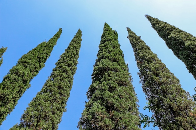 Cypreast bomen op de achtergrond van de natuur