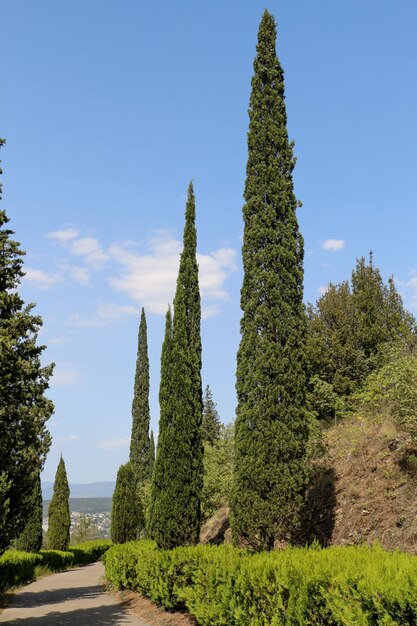 Cypreast trees in the nature background