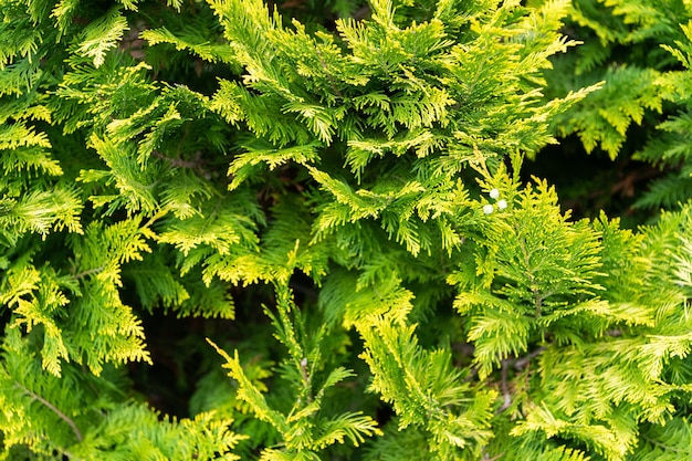 Cypress groene achtergrond thuja groenblijvende boom natuur