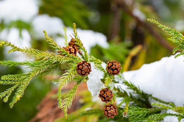 Cypress kegels zaden takken thuja kegels naalden zaden en sneeuw winter naaldhout achtergrond