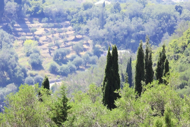 cypress landscape greece panoramic view summer weather vacation