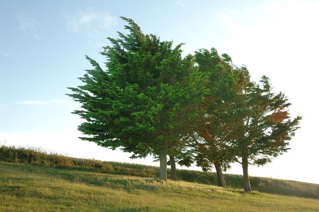 Cypress in meadow