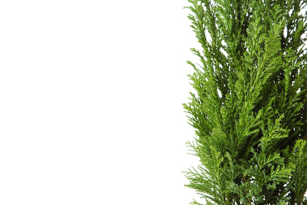 Cypress in pot isolated on white wall. Coniferous trees