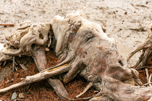 Cypress roots in dry lake