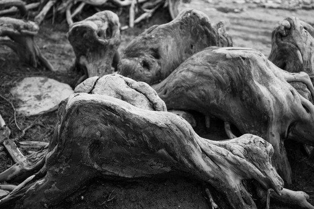 乾燥湖のヒノキの根