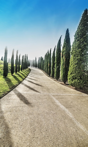 Foto filare di cipressi in toscana