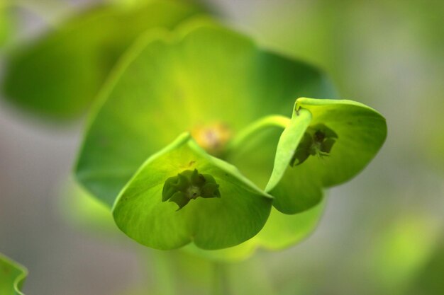 Молочай кипарисовик Euphorbia cyparissias