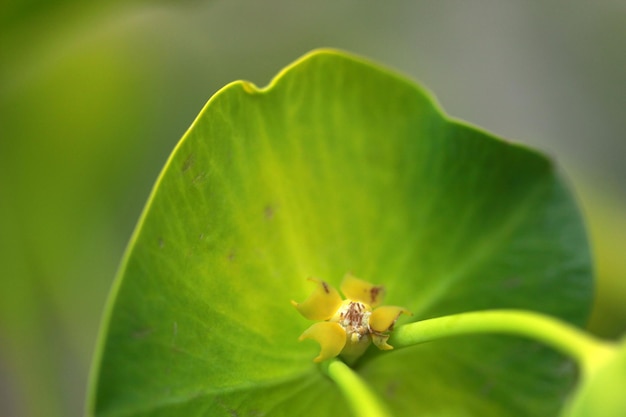 Молочай кипарисовик Euphorbia cyparissias