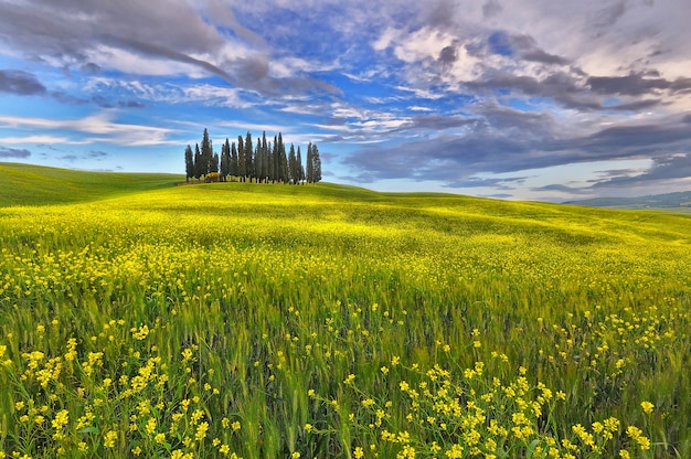 cypress trees in the countryside