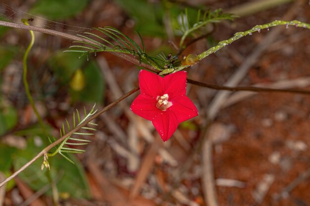 Cypress Vine Flower of the species Ipomoea quamoclit