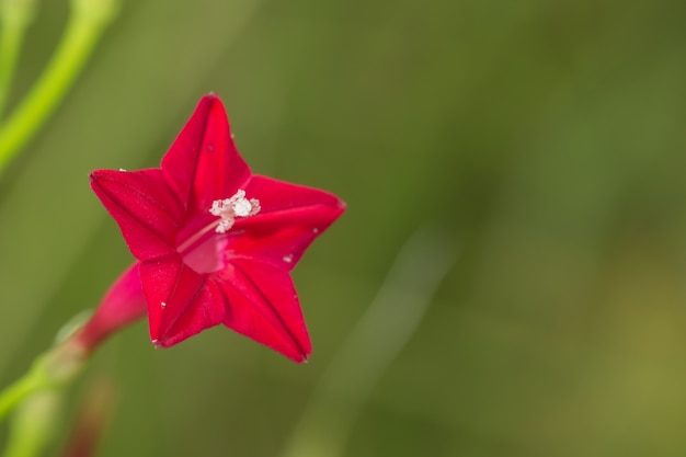 サイプレスブドウの花