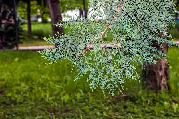 Cypressbladeren Cupressocyparis leylandii prachtige groene bladstructuur