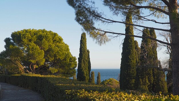 Cypresses and pines on the background of the sea