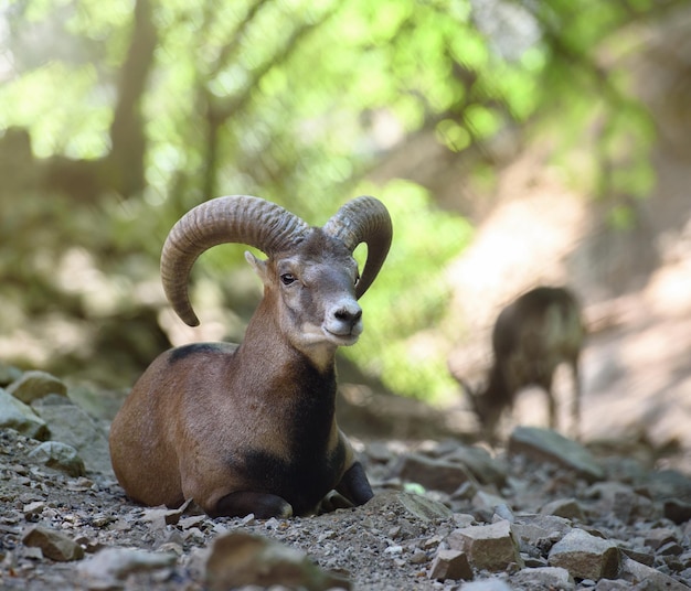 キプロスのムフロン野生動物のシーン