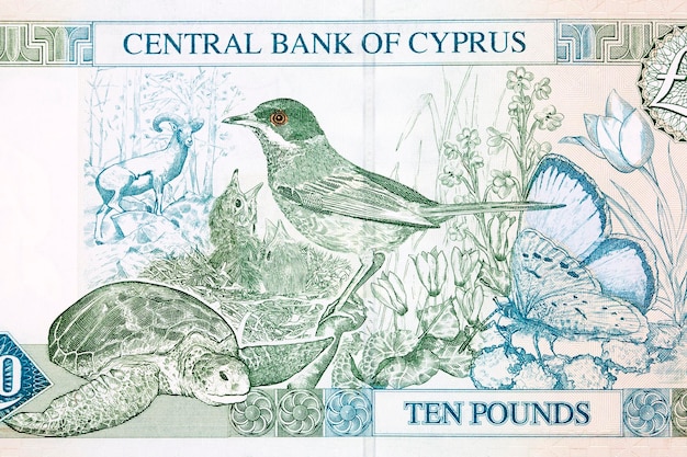 Cyprus warbler green turtle Paphos blue butterfly Cyprus mouflon Tulipa cypria Cyclamen from money