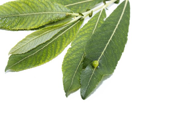 cysts eggs on a green leaf laid by the insect Dasineura pellex