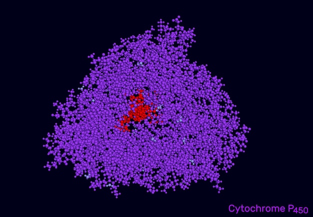 サイトクロムP450分子CYP3A4分子モデル 3Dレンダリング イラスト