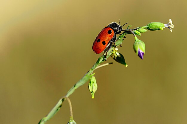 Cytrinae is een kever uit de familie Chrysomelidae