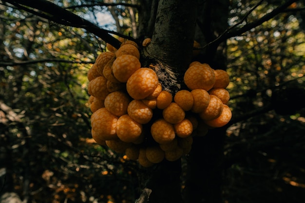 Cyttaria hariotii is een eetbare paddenstoel die gewoonlijk llao llao en pan de indio in ushuaia wordt genoemd