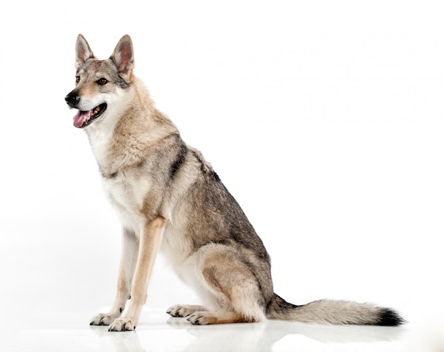 チェコスロバキアのハイブリッドオオカミ犬